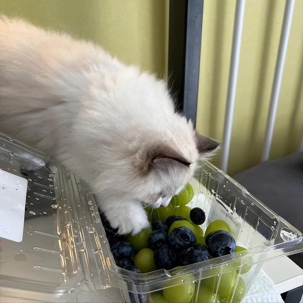 6 kinds of "fruits" suitable for cats are not only delicious, but also