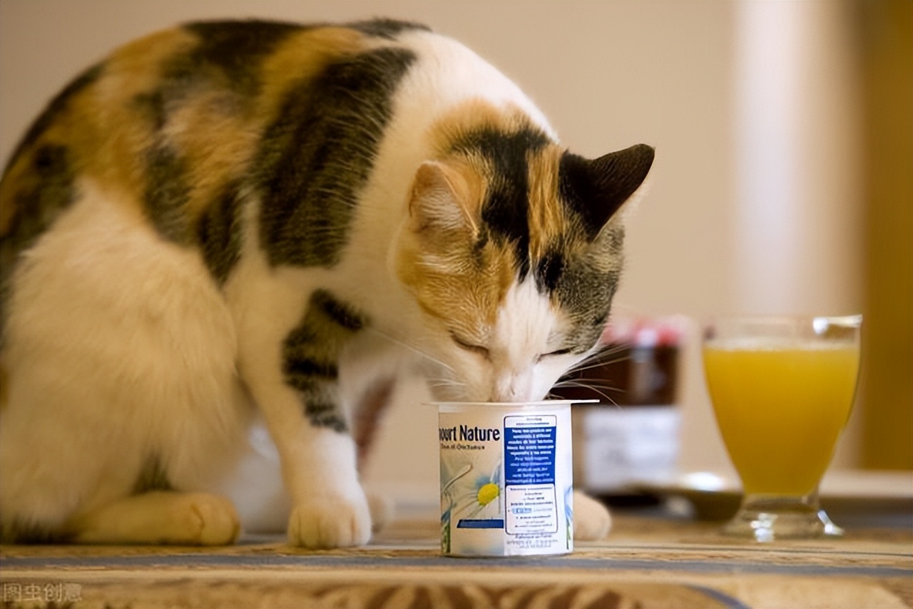 Can a 2 month old cat drink yogurt? Explore the pros and cons of yogurt