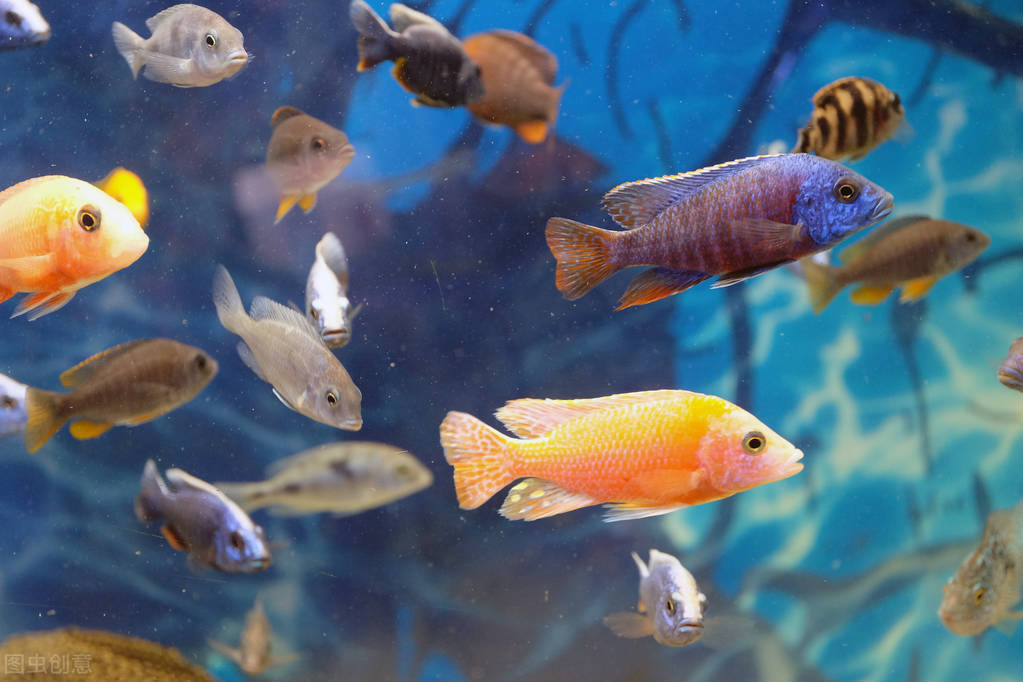 How can I keep the fish tank clear?The reason for the turbidity of the