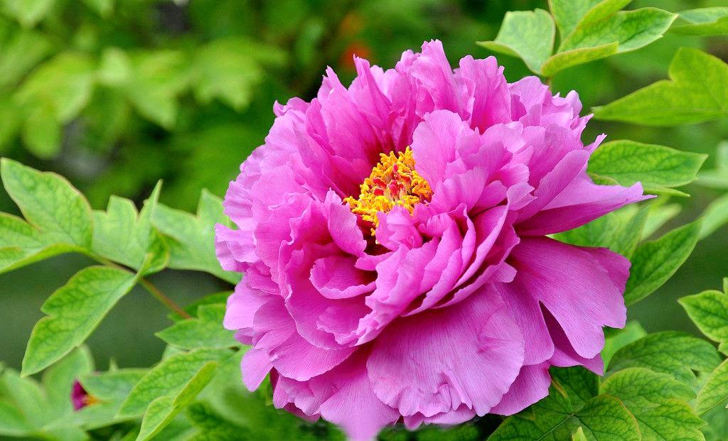 Five peony poems ‖ expressing the peony feelings of "a bouquet of