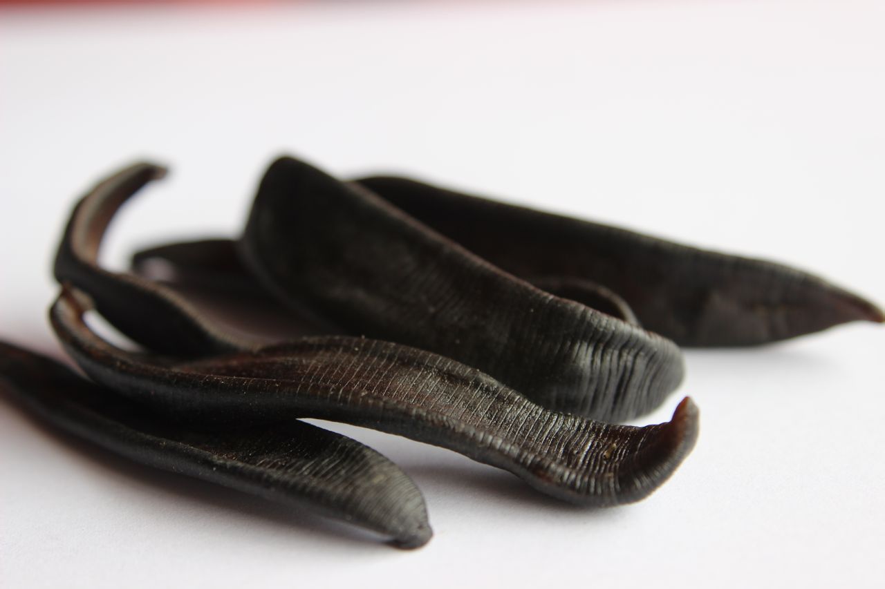 Are ugly leeches harmful to humans? After accidentally swallowing a