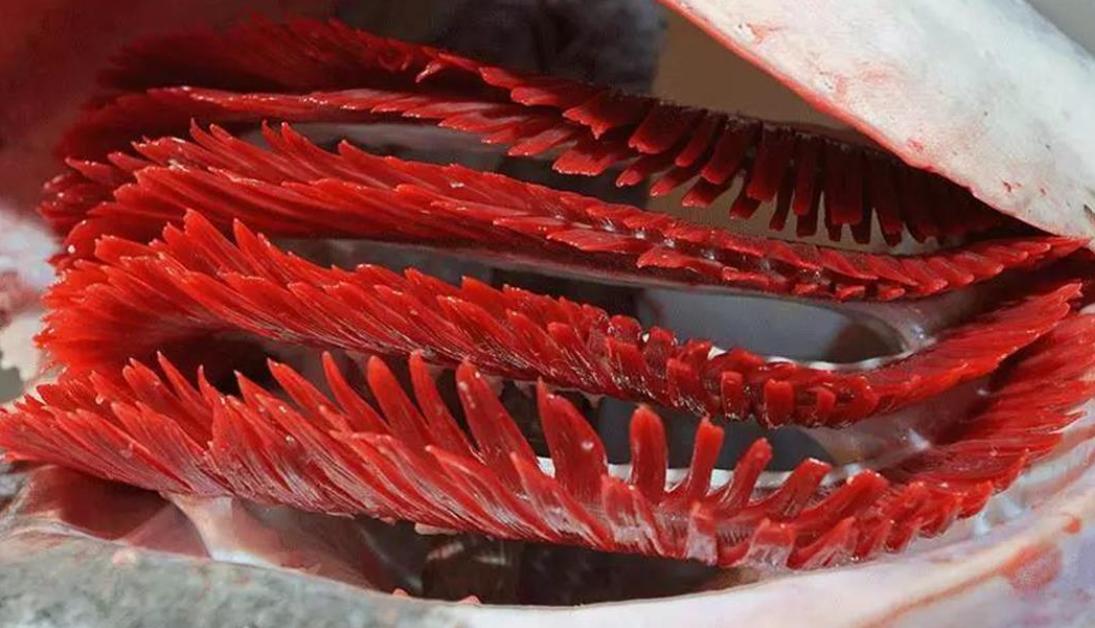 The Mystery of Fish Gills and Human Lungs Why Can Fish Breathe Water