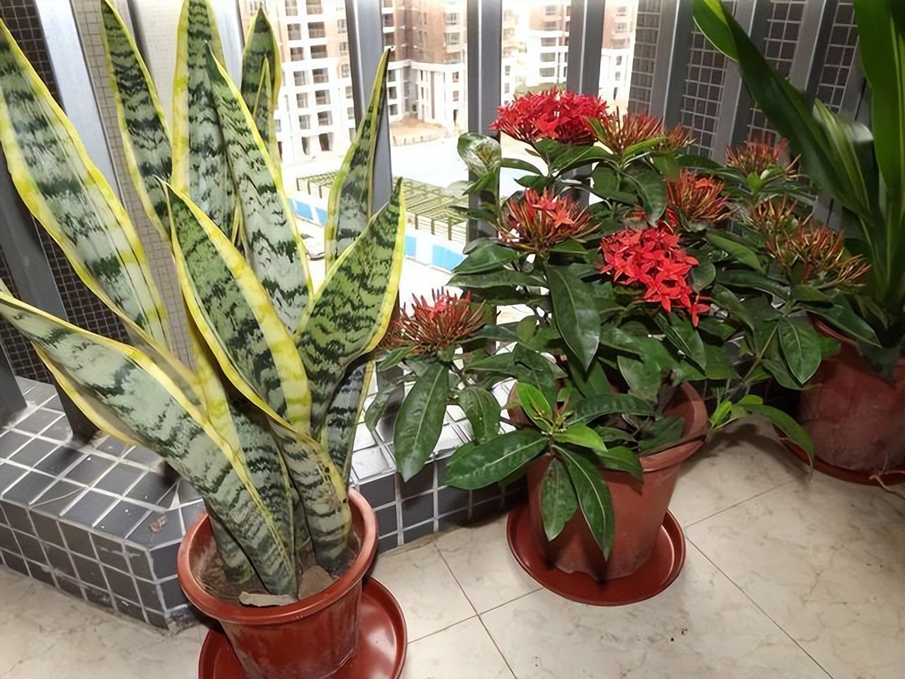 Can flowers produce oxygen at night? Fake! 6 kinds of flowers, keep