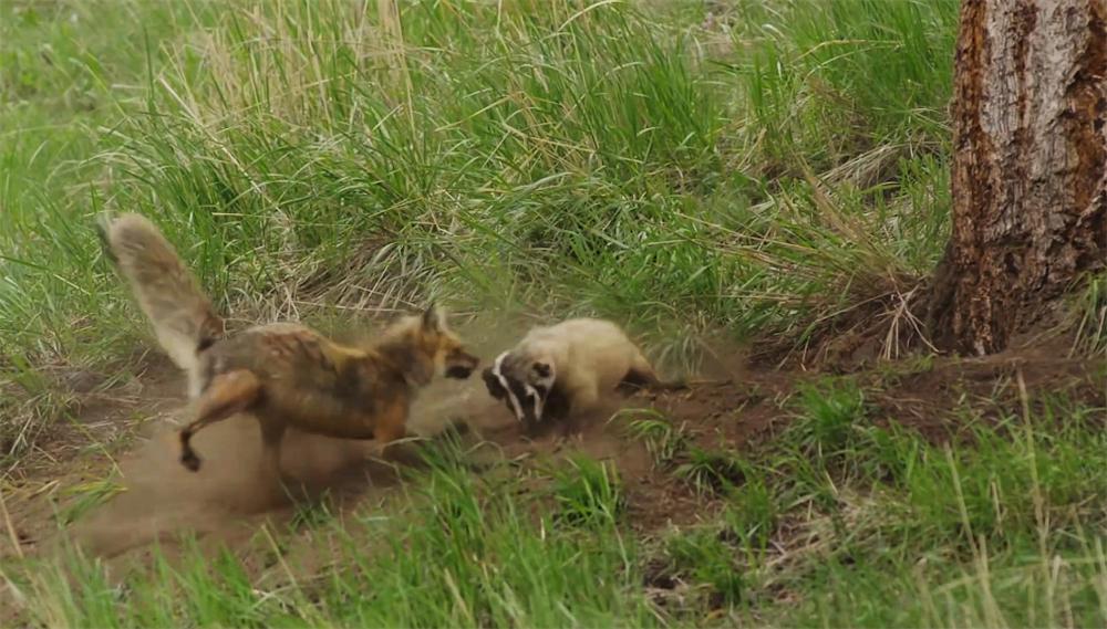 The bison killed the 1-meter-long sand python, chewed it in its mouth ...