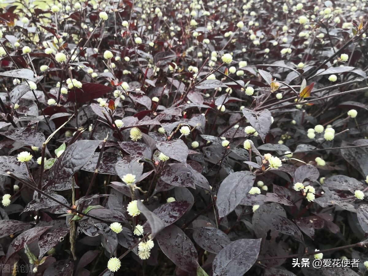 Counting those terrifying invasive plants (2) the amphibious