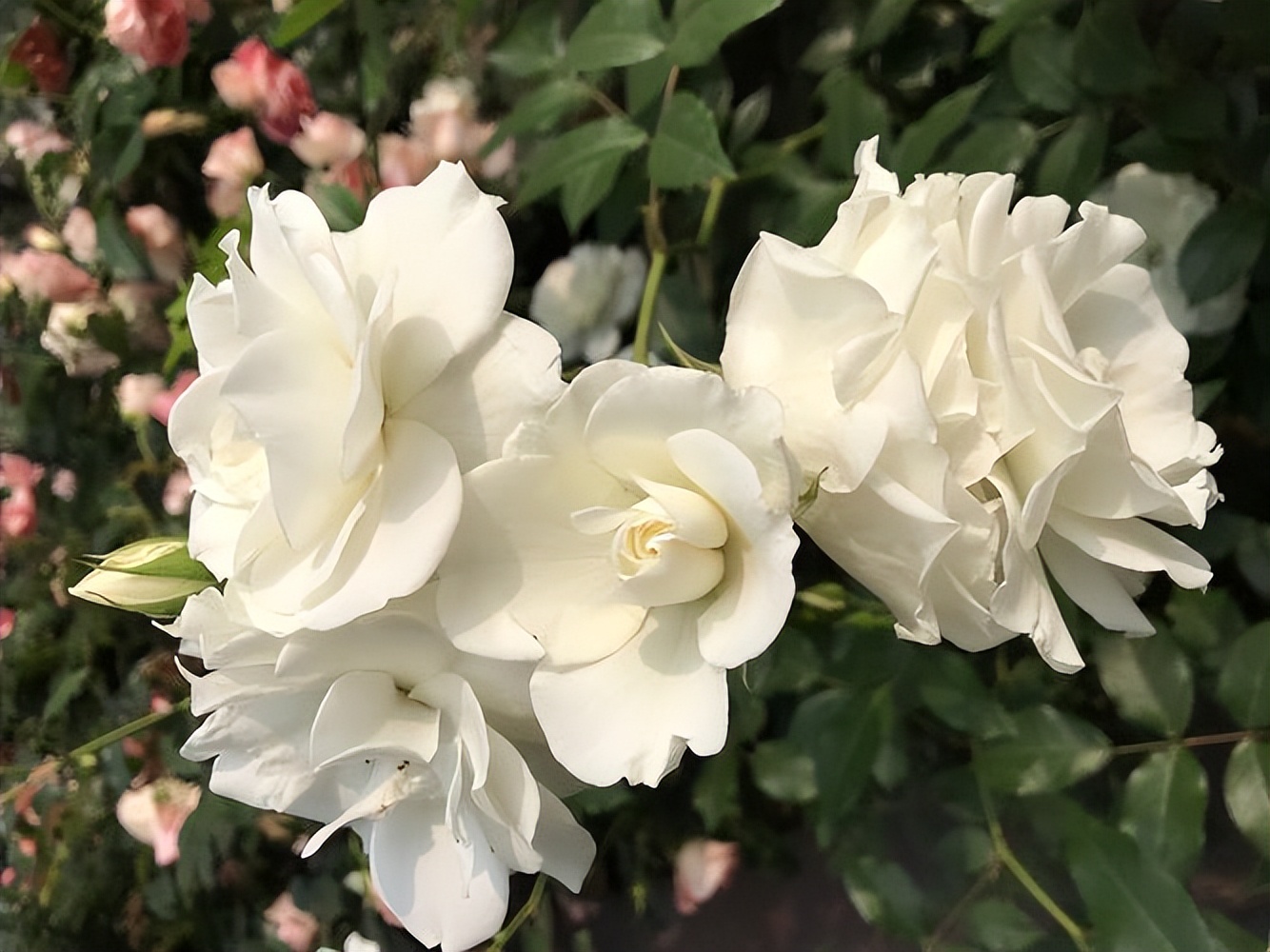 The flower language and symbolism of white roses, the meaning and legend of white roses iNEWS