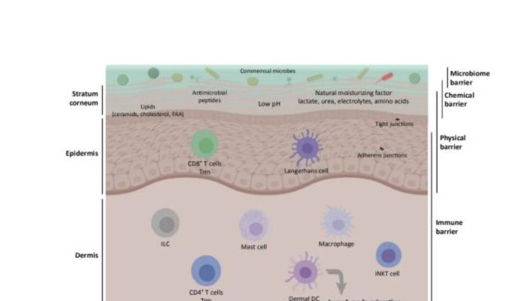 How to repair skin barrier function?In addition to thickening the ...