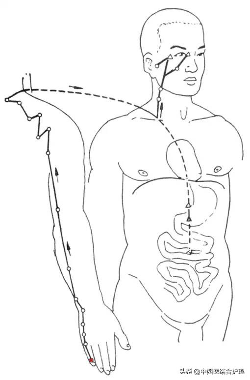 "Meridian health map" animation diagram of twelve meridians iNEWS