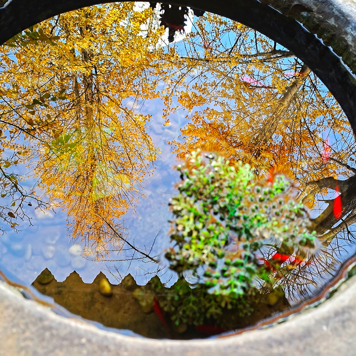 Can tap water directly raise goldfish iNEWS