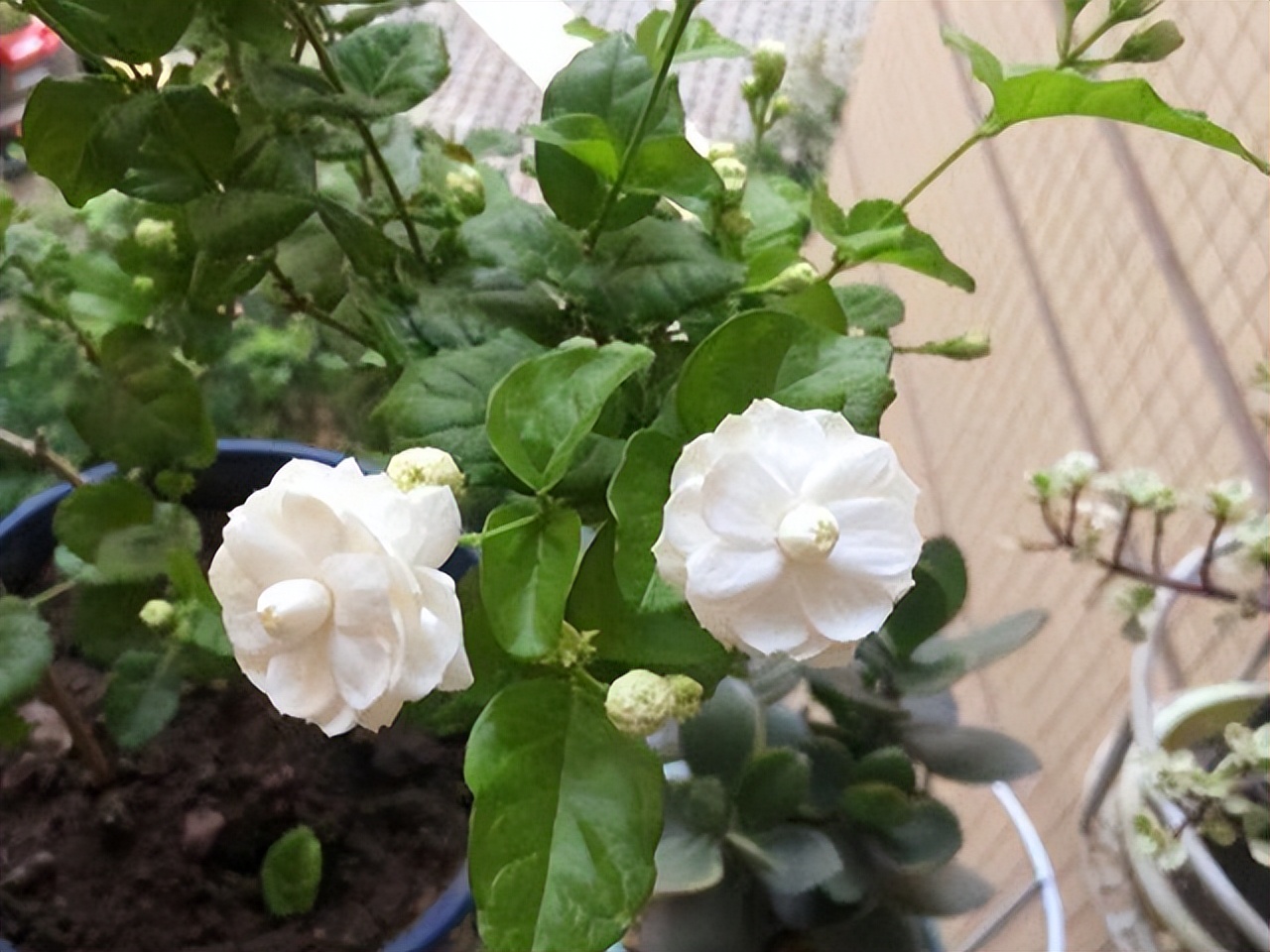 It is said that 7 kinds of flowers are "unlucky flowers" and cannot be