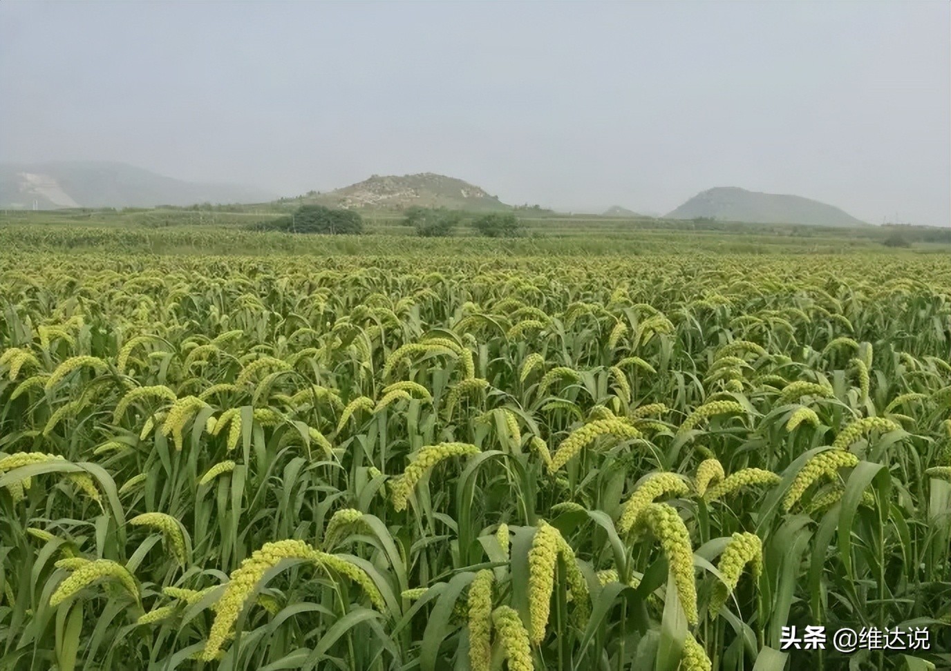 Why did millet, the first of the five grains, replace the status of the