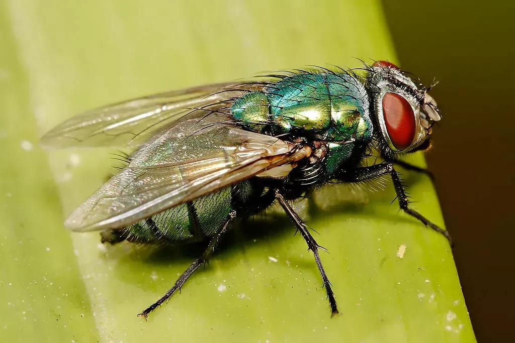 why don't flies get sick iNEWS