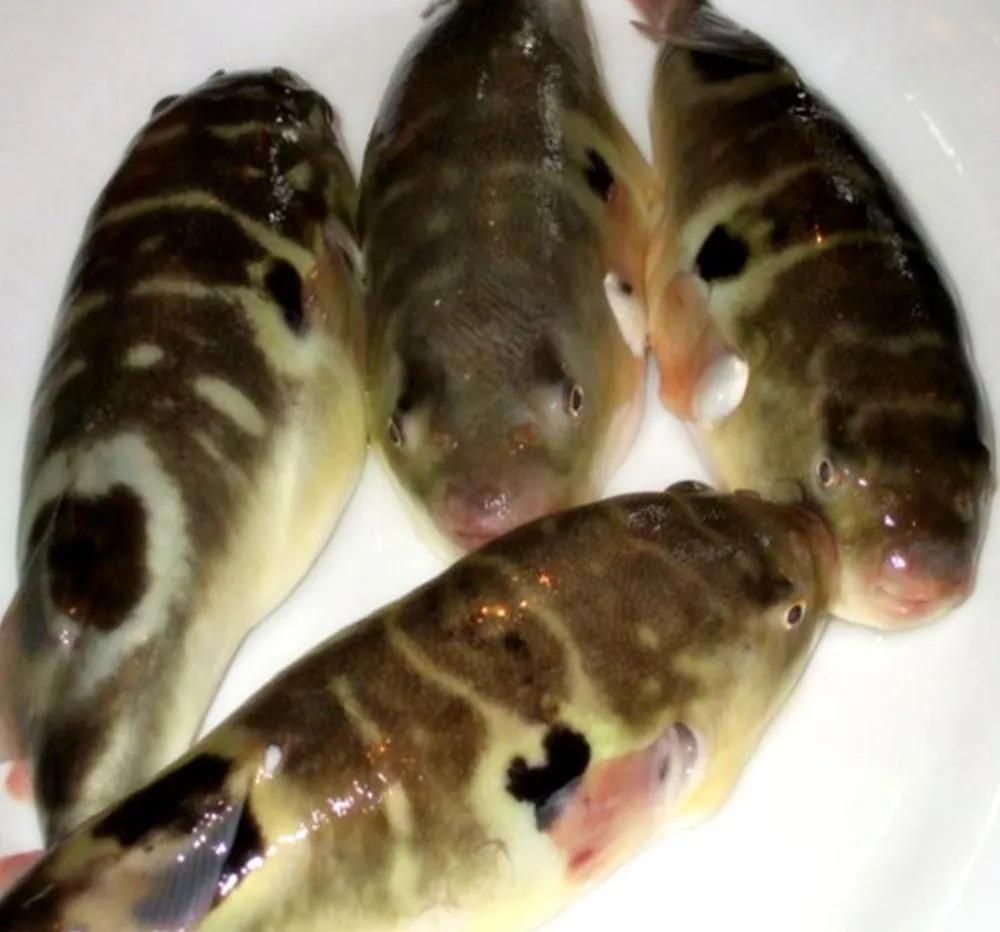 Desperately eat fugu! Three people in Shaoxing were poisoned, why are