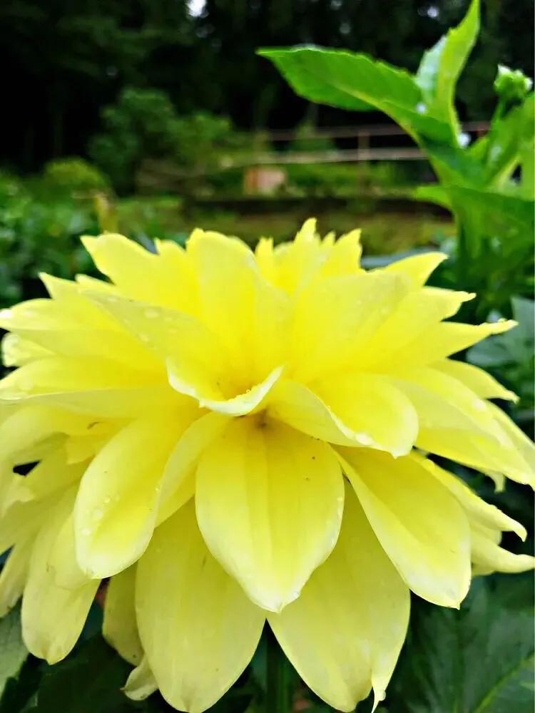 World famous flower beautiful and charming dahlia iNEWS