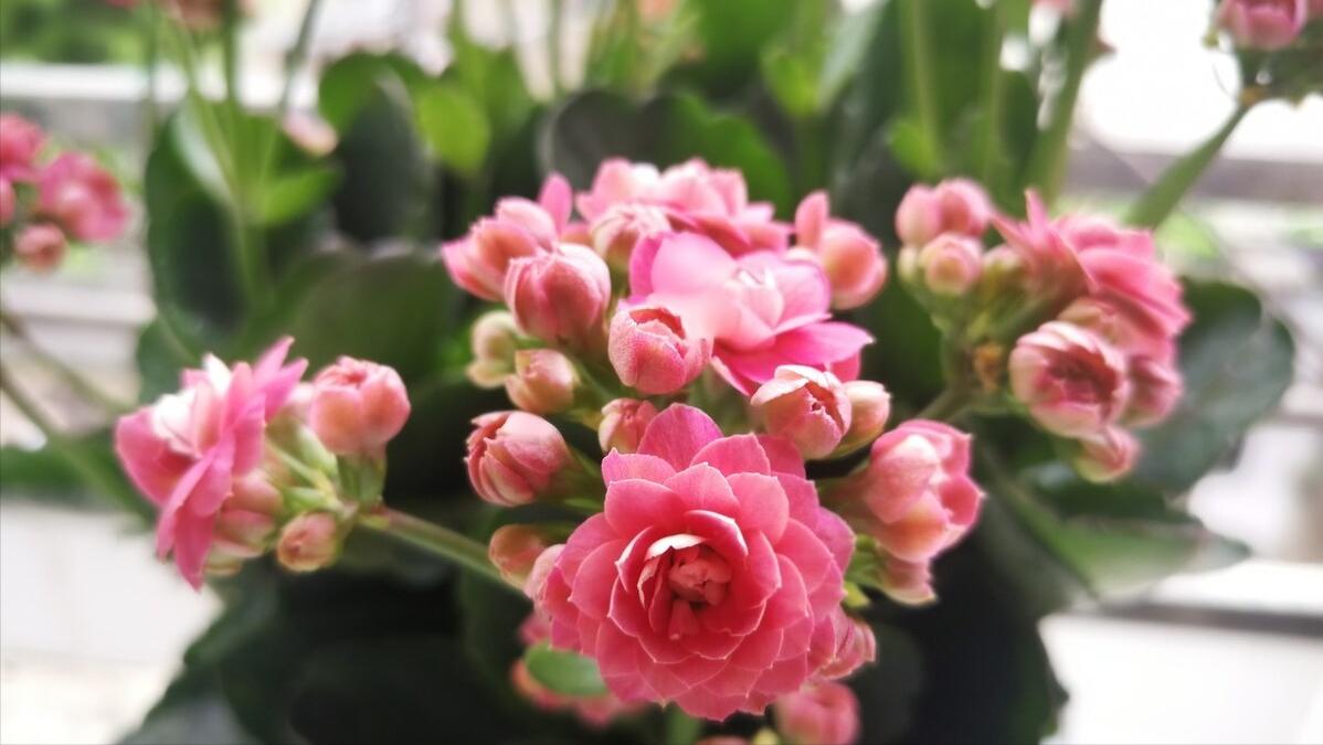 Why can't we just use tap water to water the flowers? iNEWS