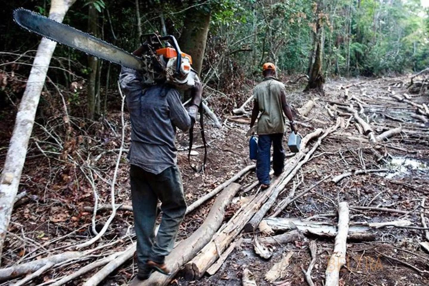 罪惡交易代價 非法採伐對墨西哥西部森林帶來破壞性影響