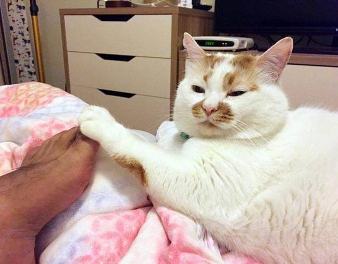 Cat smelling the owner's "crotch" actually has these 5 meanings, don't