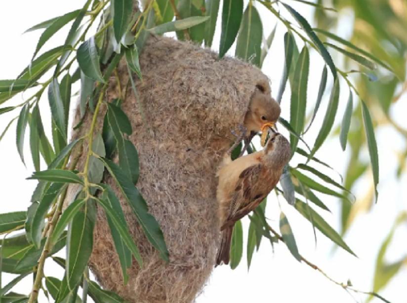 Most bird nests are in the open air, how do birds hide from the rain