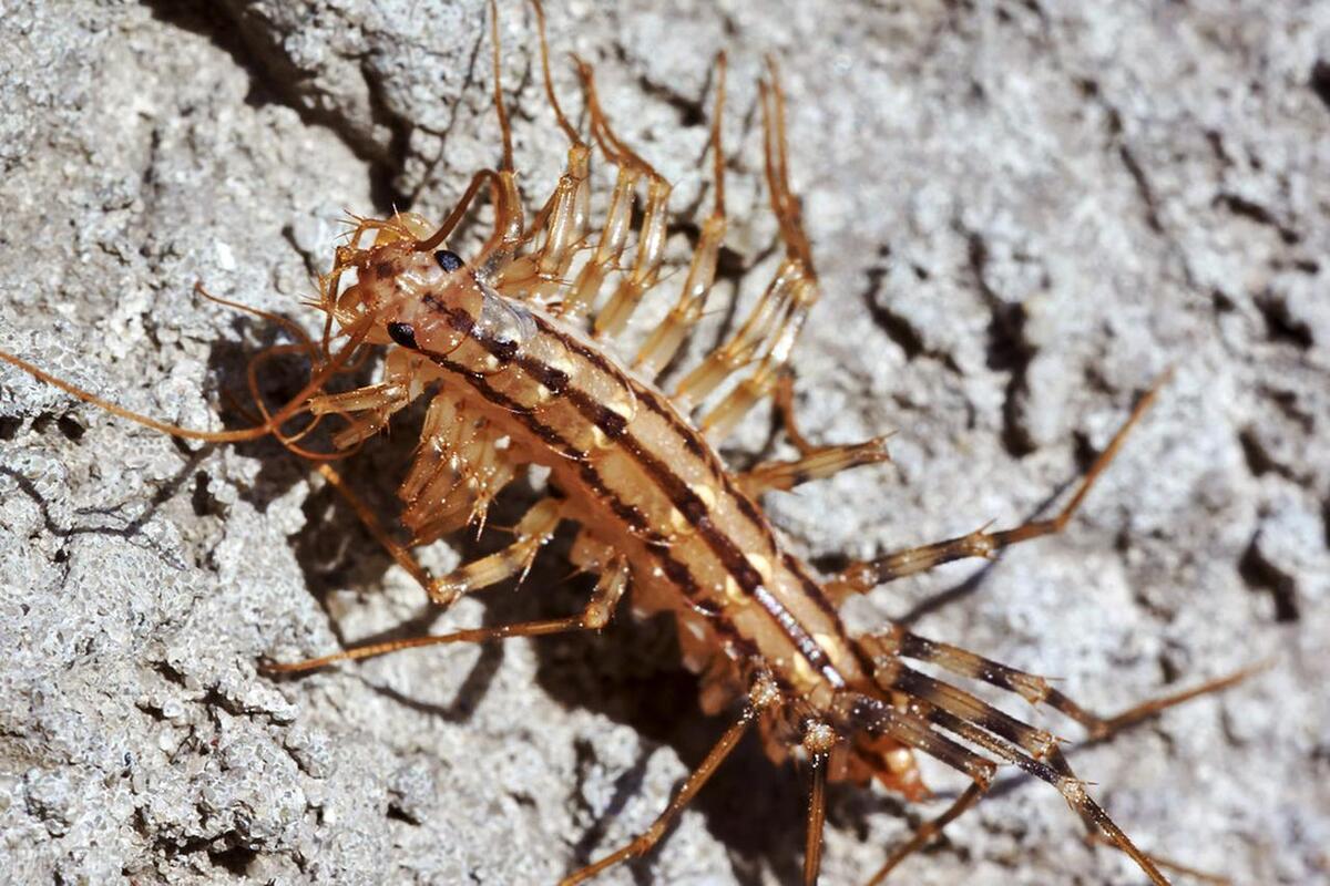 Moneystring Insect What kind of bug is money string? Will Qian Chuanzi run on the bed and ...
