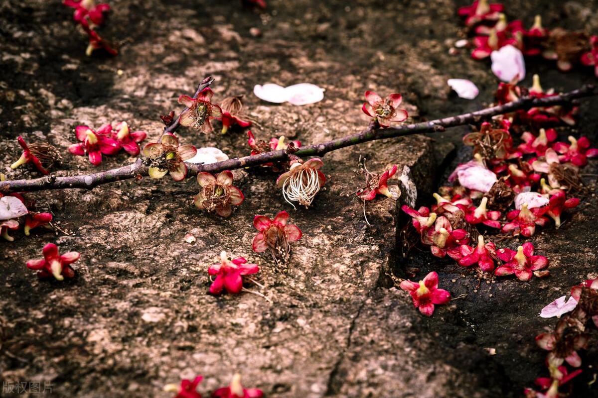 The five poems of falling plum blossoms are selfcontained, calling for spring to come without