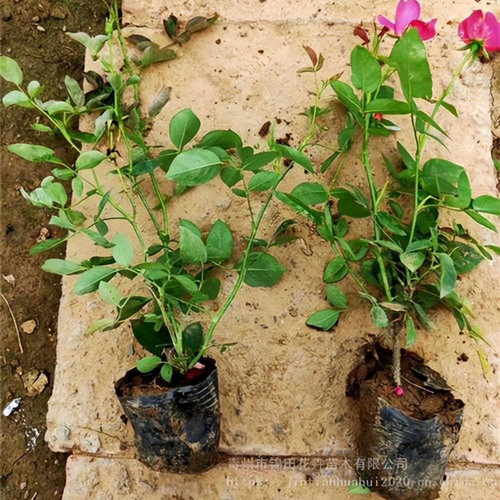 "Phosphorus and potassium fertilizer", so that the roses can be urged