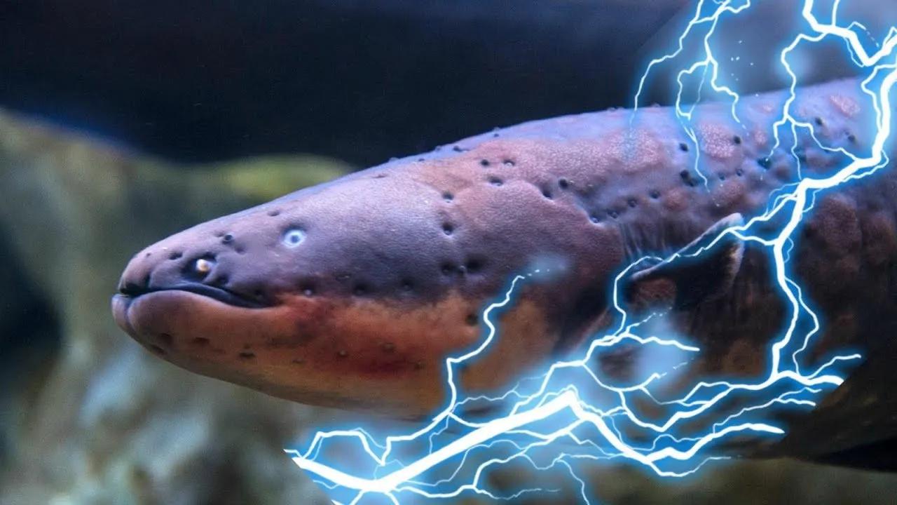 Why Do Electric Eels Generate Electricity? - INEWS