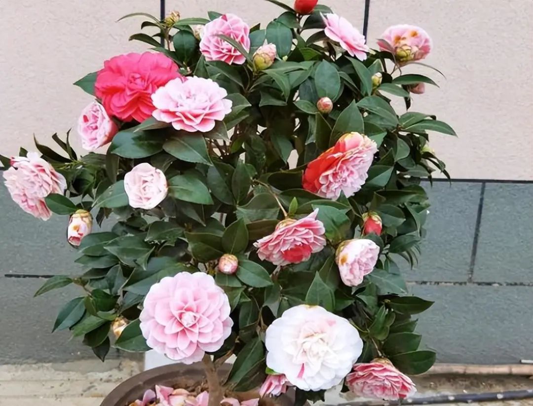 When raising camellias in autumn, keep in mind 5 key points, no yellow