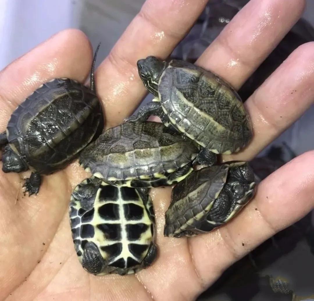 Introduce Chinese tortoises, explain the precautions for feeding ...