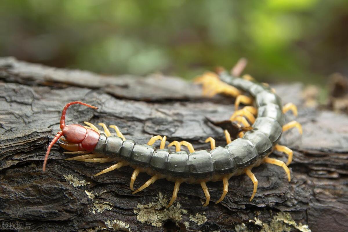 Who recruits centipedes? Can centipedes crawl into people's stomachs