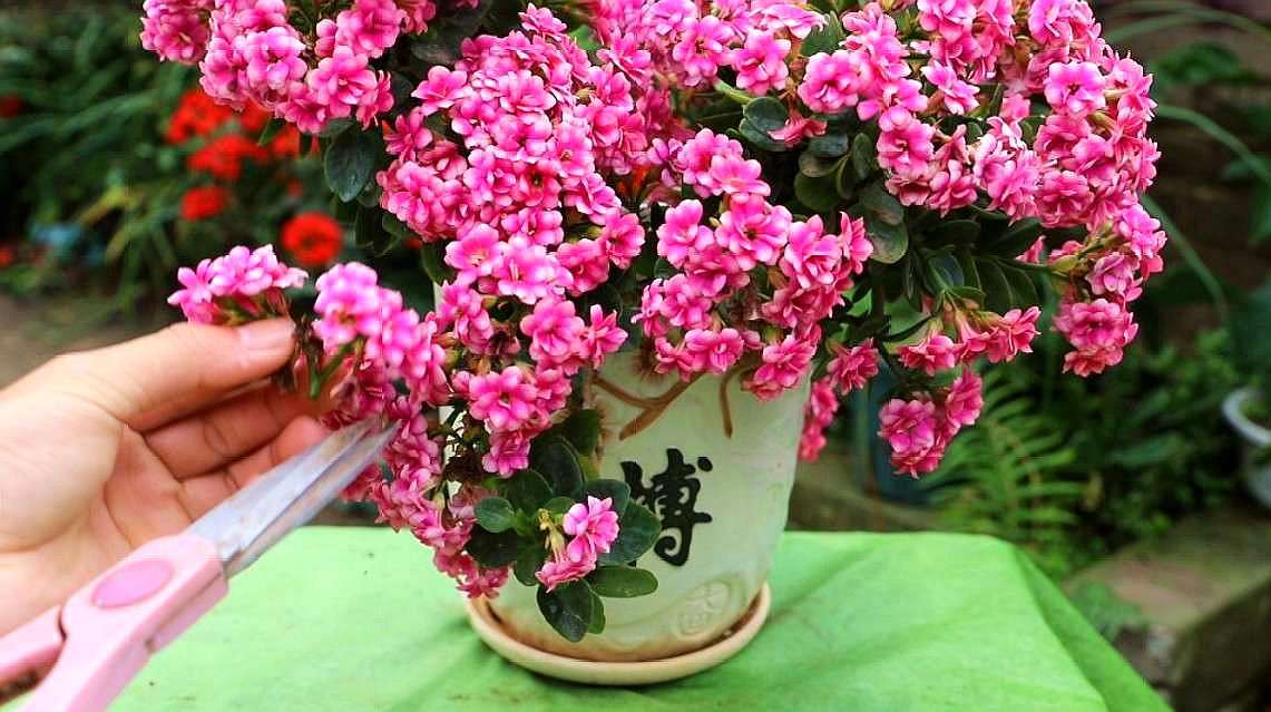 10 "auspicious flowers", easy to maintain and highend iMedia