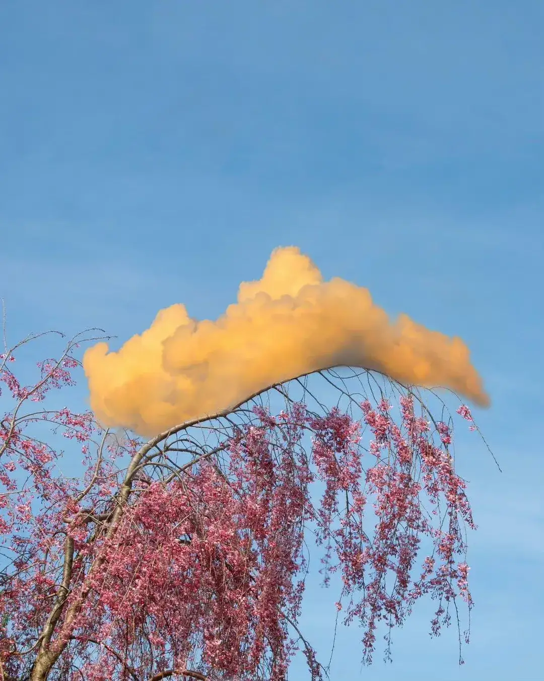 云与树在天空相遇,然后,一幅恰到好处的错位风景图呈现在我们面前.
