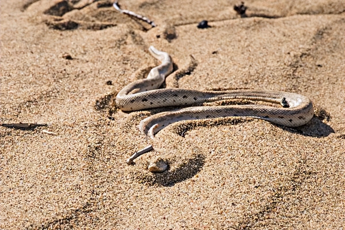 Why do snakes choose to live in the desert? Biology Diagrams