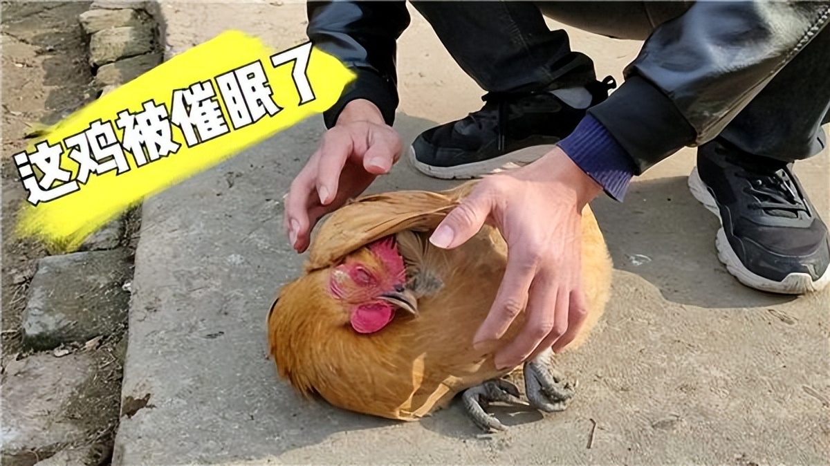 Why do chickens get dizzy when they see straight lines? What is the