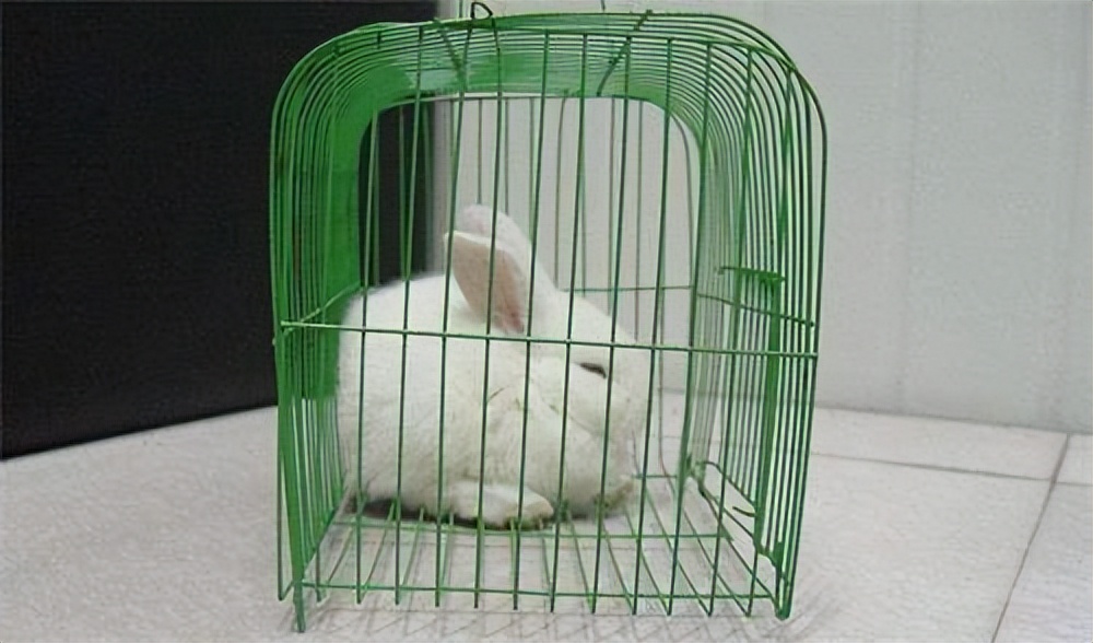 Can erythromycin be used for ringworm in rabbits? iNEWS