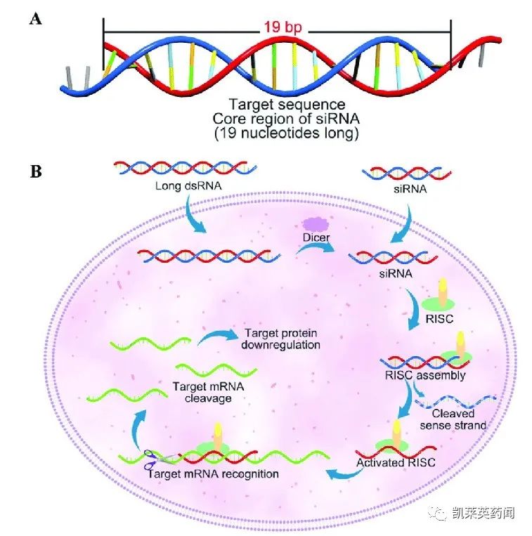 Alnylam Reports Positive Results From Phase 2 Interim Study Of ...