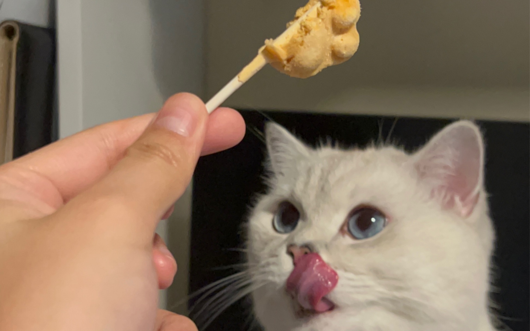 These behaviors of cats are actually a sign of "jealousy"! iNEWS