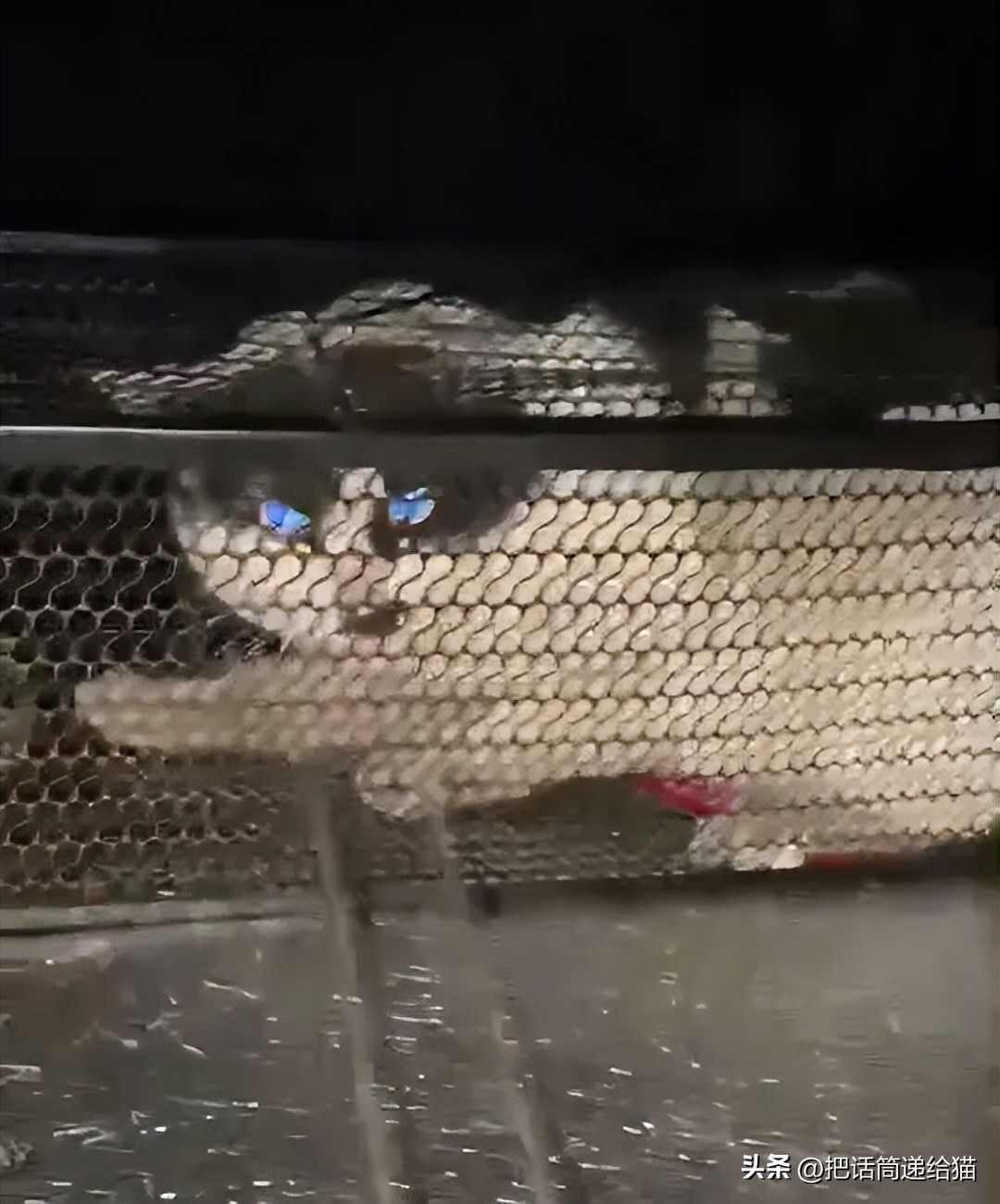 The whole story of celebrity Jack Latiao's cat killing