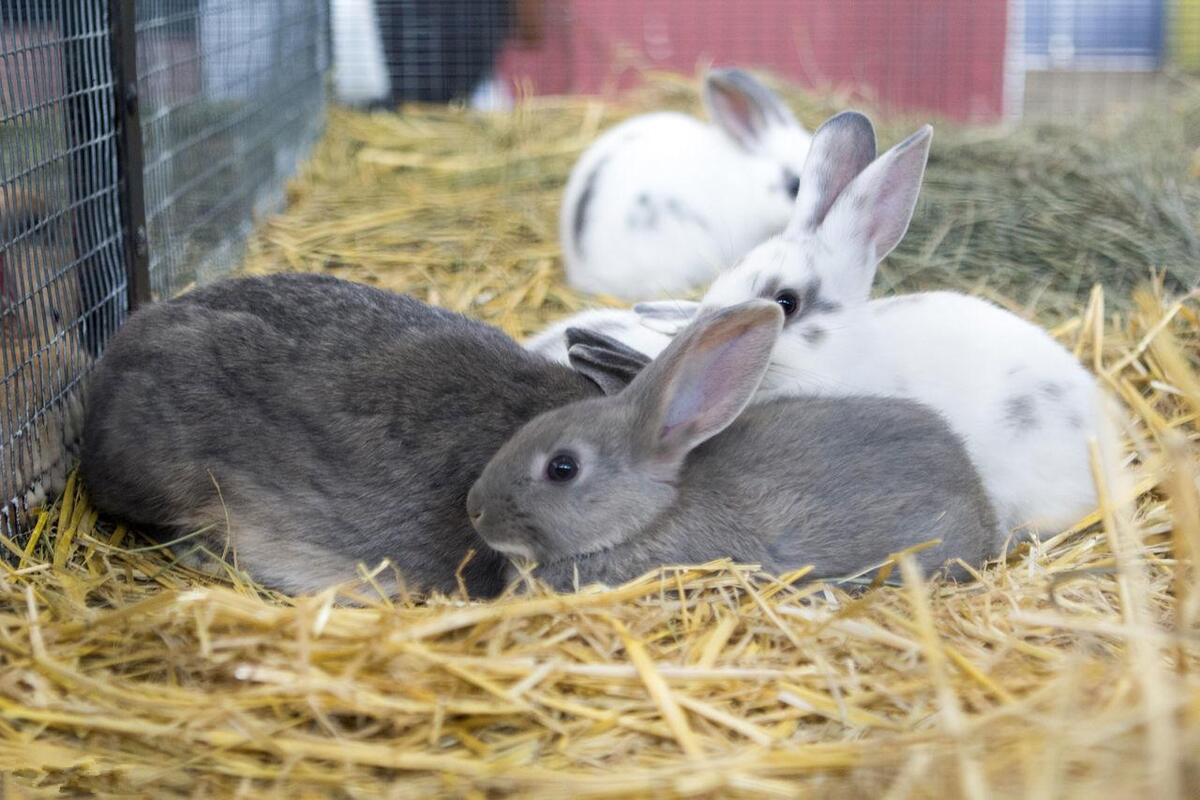 Fertilized Rabbit Why didn't rabbits with super reproductive ability become the ...