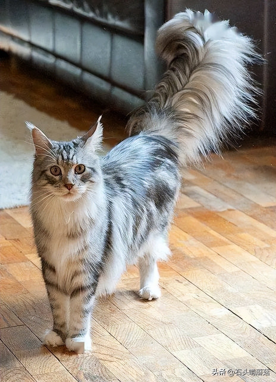 The different postures of the cat's tail represent different moods, do