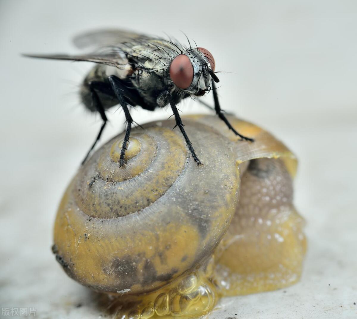 How far can flies smell? Why do flies have such a sensitive sense of
