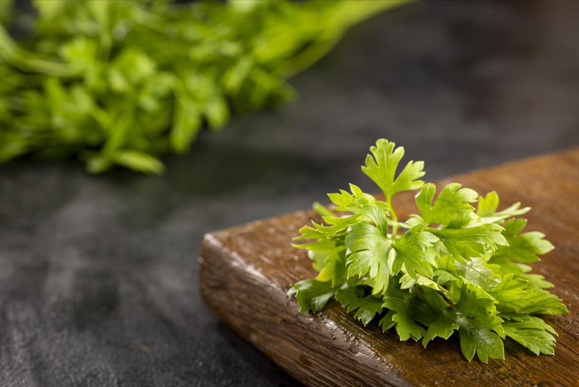 Did coriander symbolize something in ancient times? iNEWS