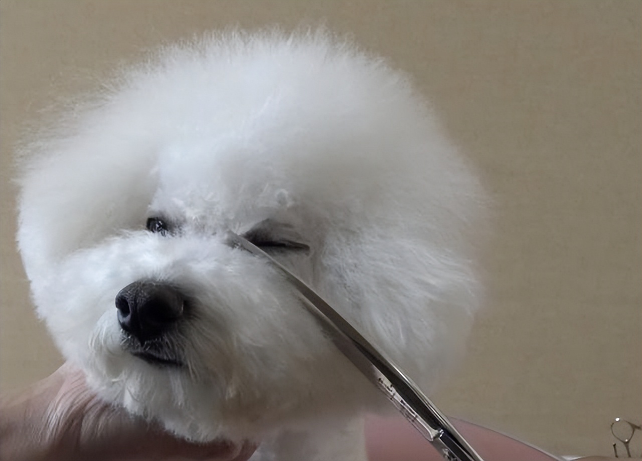 How to remove Bichon Frise's tears iNEWS