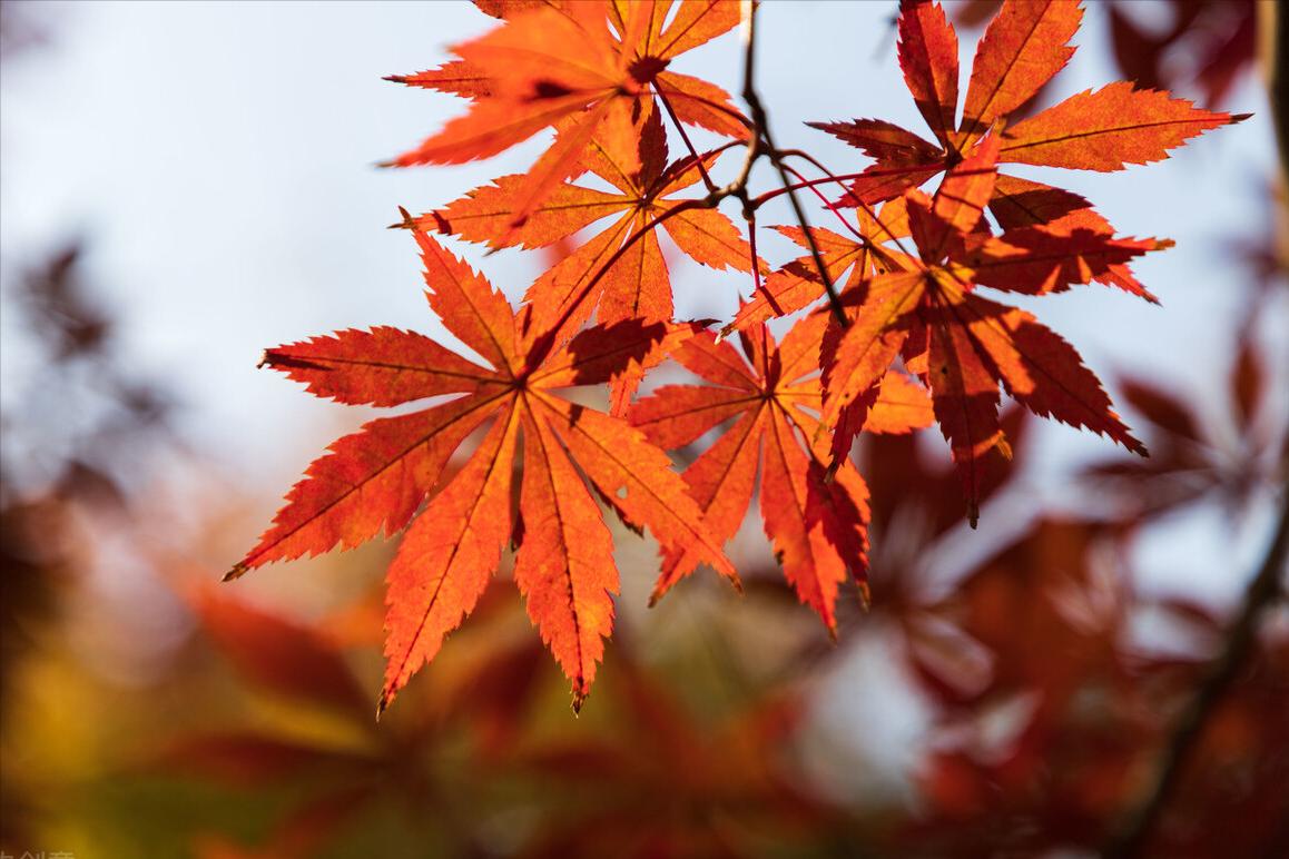 Since ancient times, autumn has been sad and lonely. I say that autumn