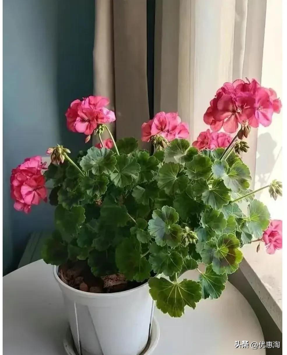 Yellow leaves and rotten roots of geranium in summer? How to