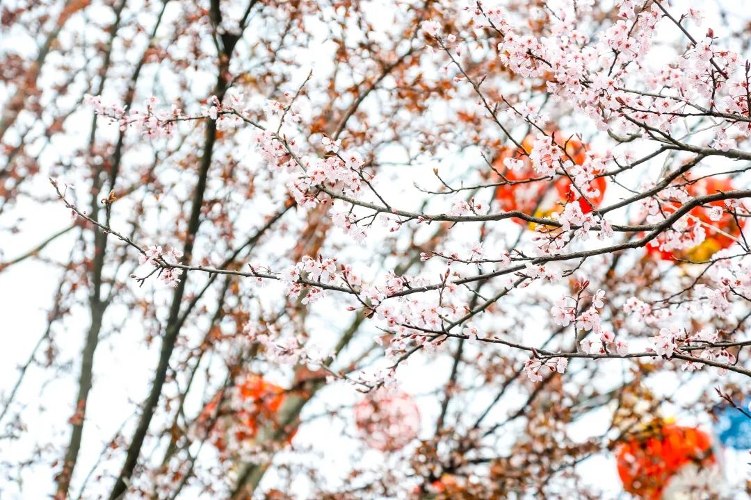 This spring, I will meet you and my "Peach Blossom Garden" in Wanda