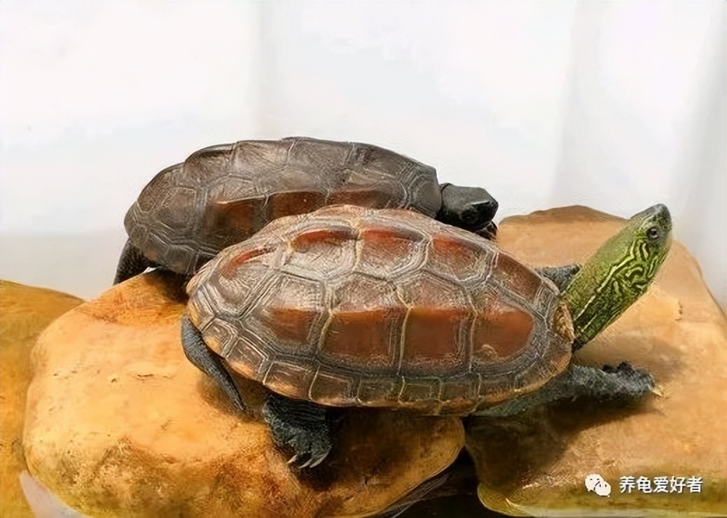Have you grasped the core of turtle raising? How can you improve the efficiency of turtle