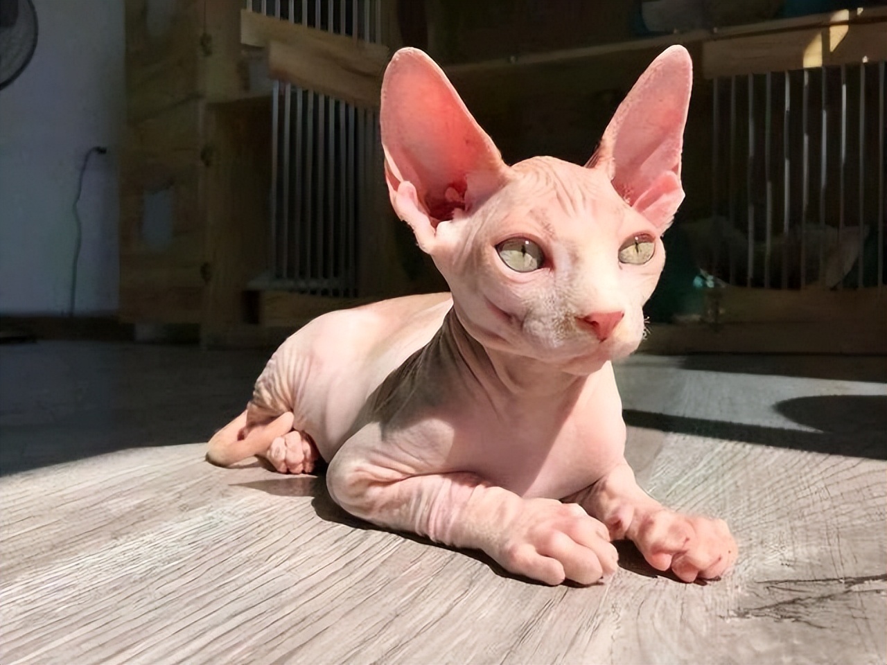 Why can't hairless cats sell?Full of no wonder it's not