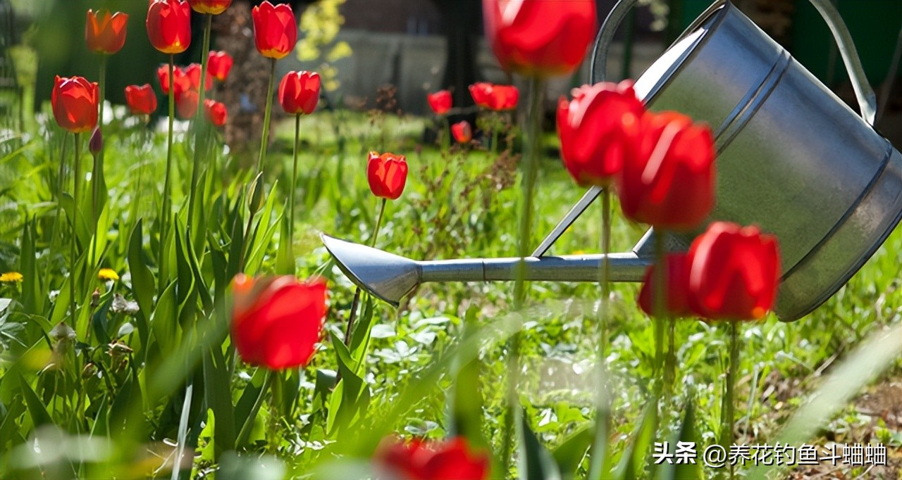 The "3 watering tips" shared by the old gardener, when done, you can easily burst the pot