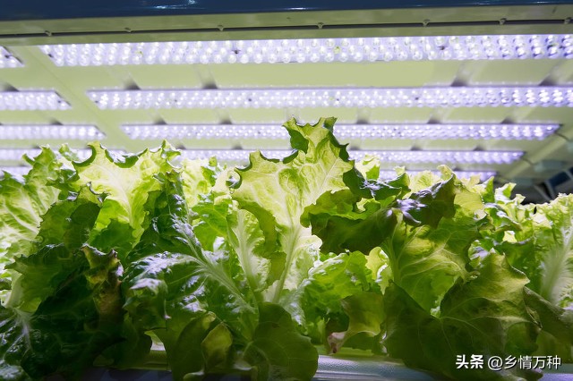 Indoor planting guide: How to choose the correct light and temperature ...