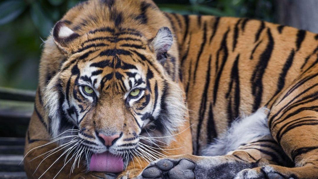The South China tiger killed by Wu Song is now extinct in the wild - iMedia